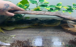 Frog reptiles for sale: Pair of Giant African Bullfrogs with Setup  - Image 11