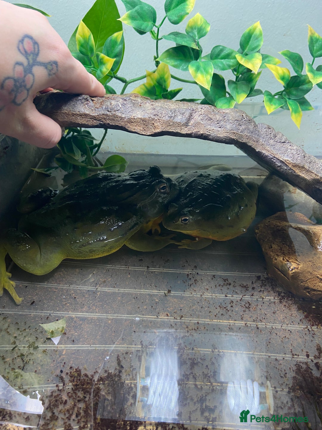 Frog reptiles for sale: Pair of Giant African Bullfrogs with Setup  - Image 11