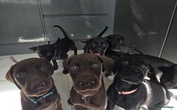 Mixed Breed dogs for sale: Dobermann X Weimaraner Cross Mix Puppies - Image 12