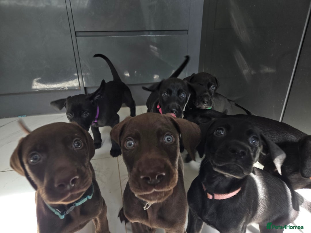 Mixed Breed dogs for sale: Dobermann X Weimaraner Cross Mix Puppies - Image 12