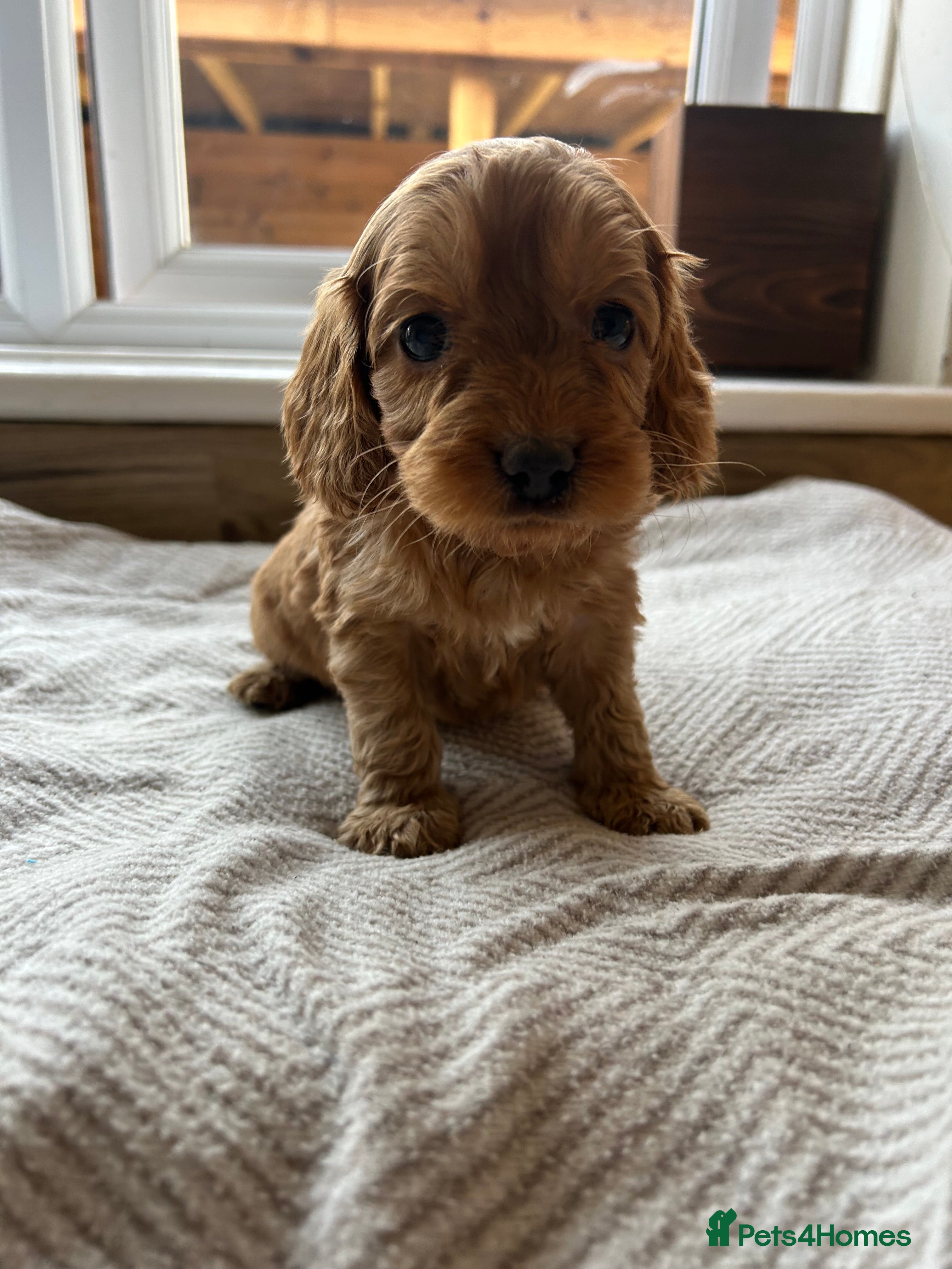 Cockapoo dogs Stunning cockapoo pups!  - Advert 16