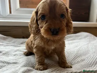 Cockapoo dogs Stunning cockapoo pups! - Advert 6