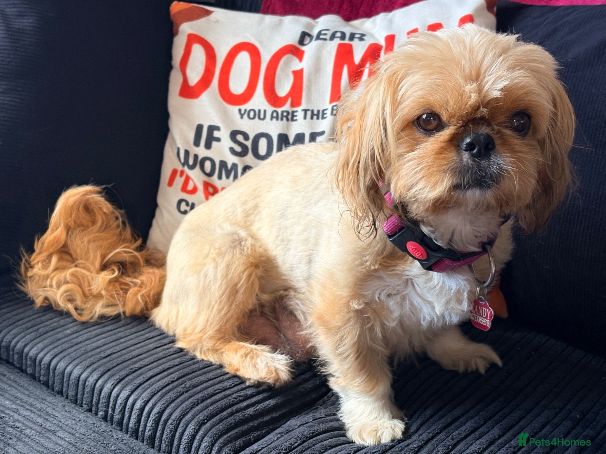 Shih Tzu dogs Litter 5 Shih Tzu puppy’s  - Advert 1