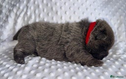 Chow Chow dogs for sale: Quality chow chow pups - Image 10