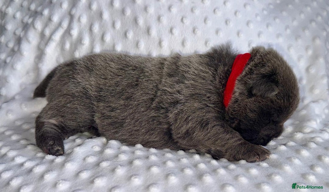 Chow Chow dogs for sale: Quality chow chow pups - Image 10