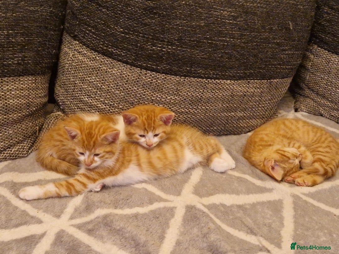 Persian cats for sale: Mix persian ginger kittens - Advert 8