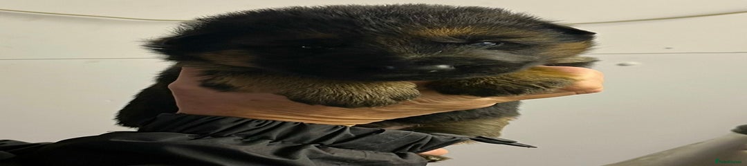 German Shepherd Puppy 4