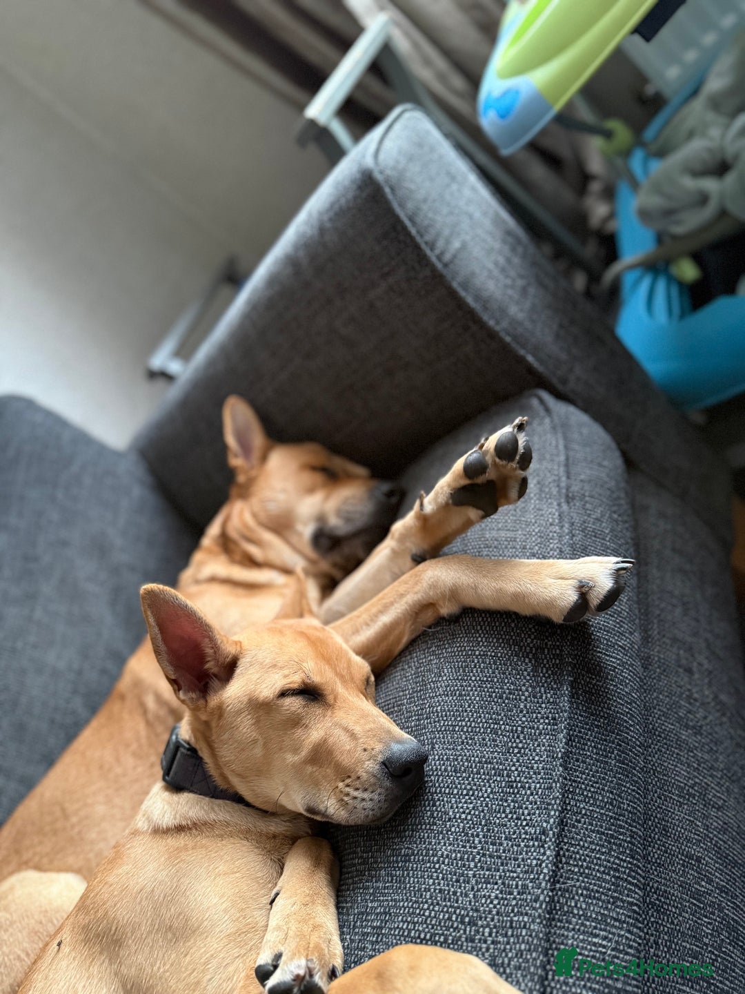 Mixed Breed dogs for sale: Lexi 7 Months old - Advert 3