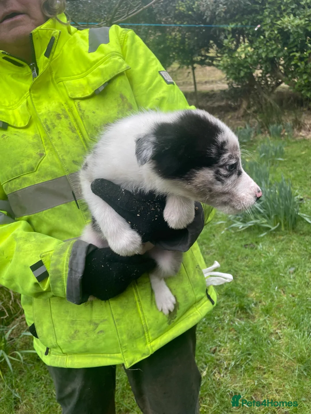 Border Collie dogs for sale: Sweet collie puppy’s  - Advert 8