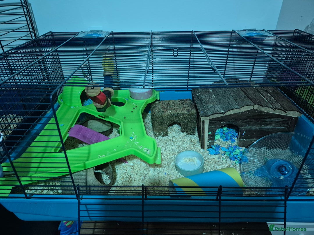Hamster rodents for sale: Syrian hamster with full set up - Image 6