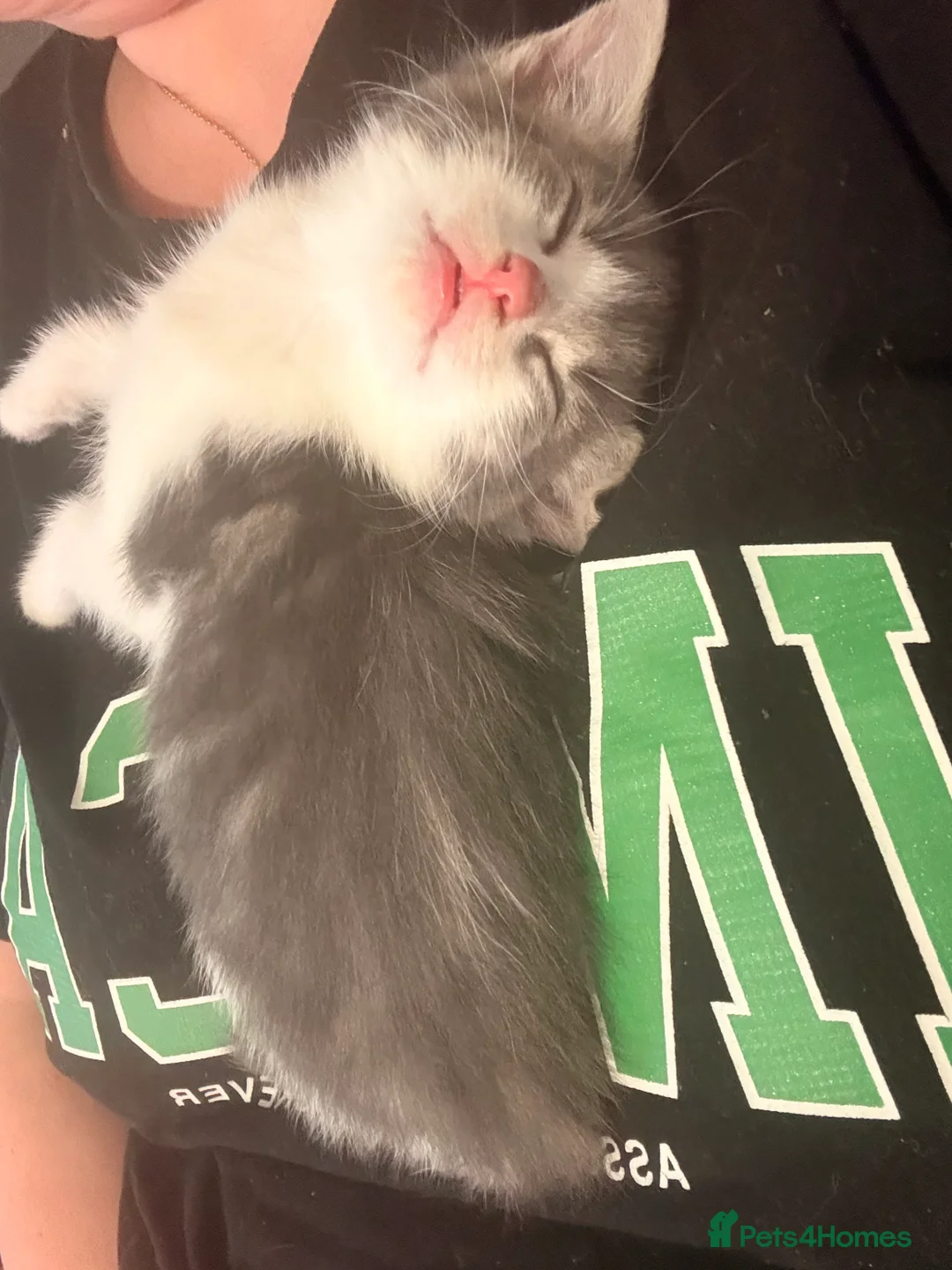 Mixed Breed cats for sale: Half bengal and Norwegian forest cat in Worcester Park - Advert 15