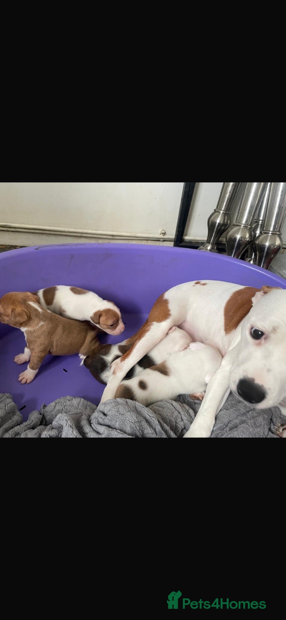 Mixed Breed dogs One girl , 2 boys ready to find their forever home - Advert 3