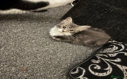 Mixed Breed cats for sale: 2 Grey and White, and 2 Fluffy Grey Kittens - Image 3