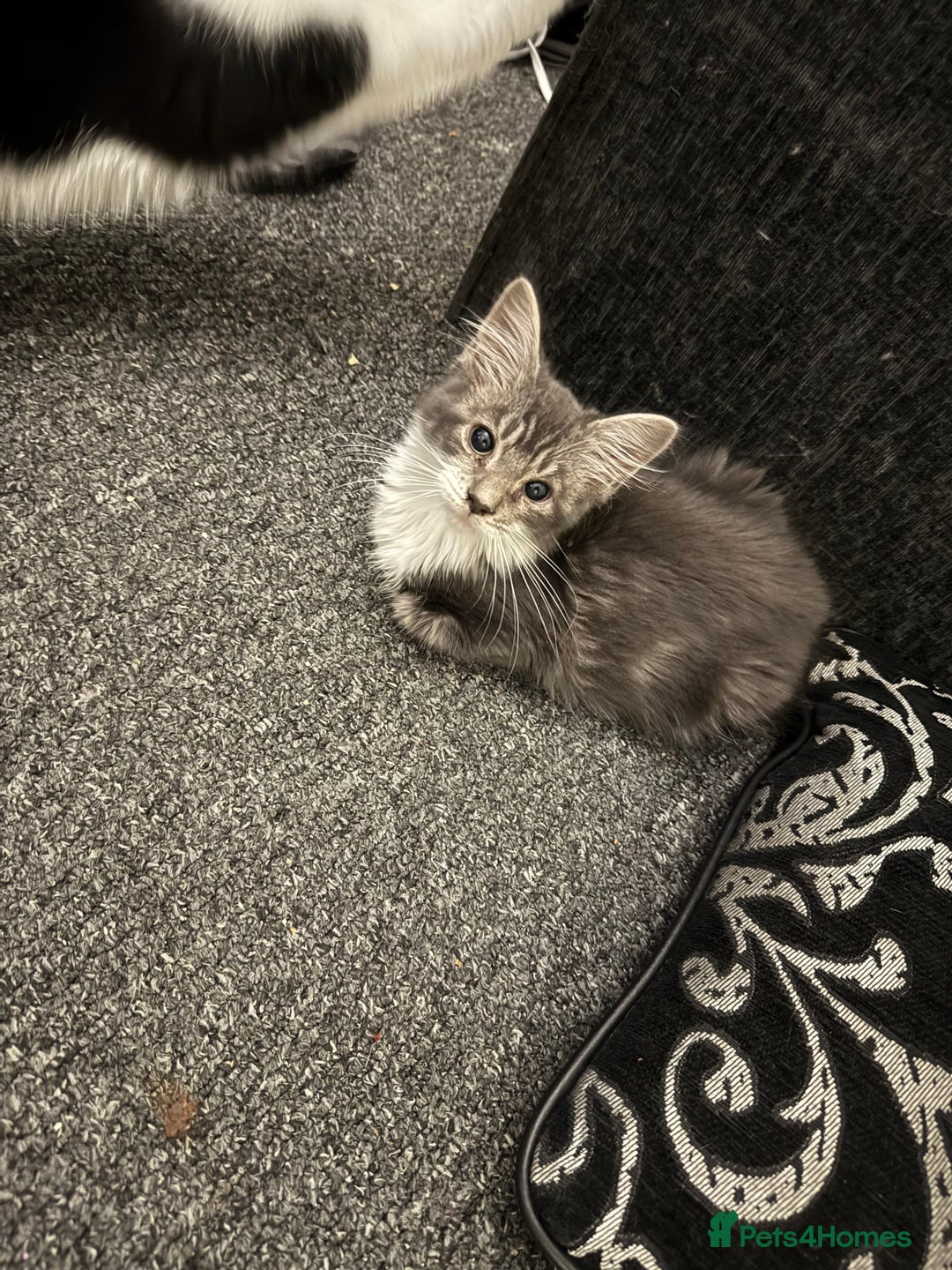 Mixed Breed cats for sale: 2 Grey and White, and 2 Fluffy Grey Kittens - Image 3