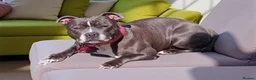 Staffordshire Bull Terrier dogs for sale: Beautiful Neutered Staffy Misty – Loving Home - Advert 1
