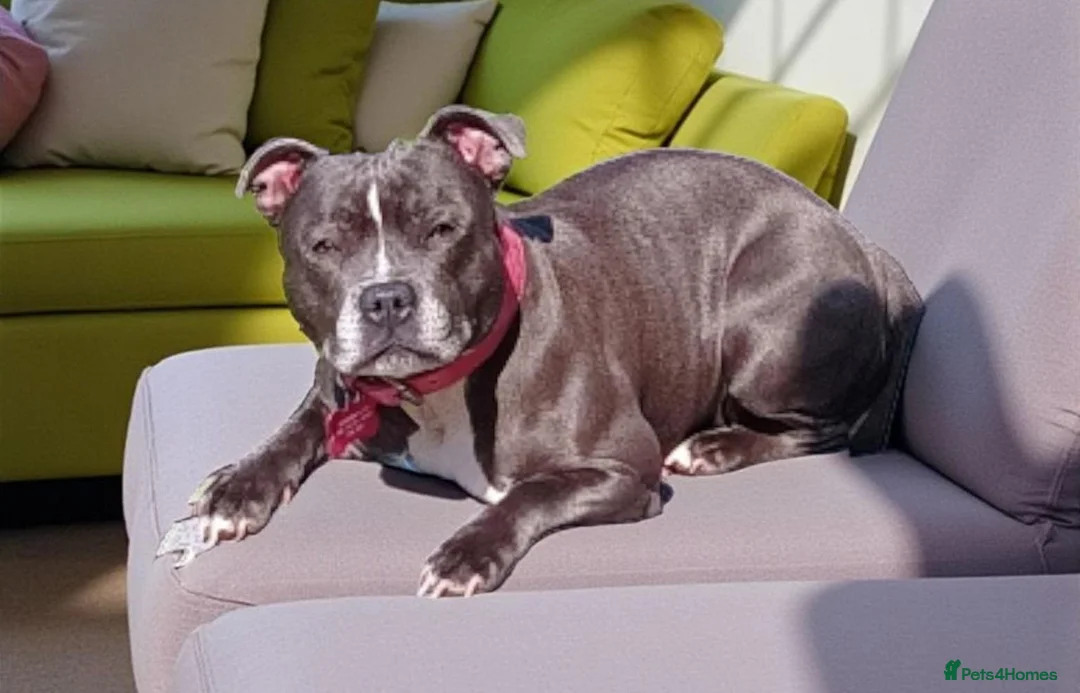 Staffordshire Bull Terrier dogs for sale: Beautiful Neutered Staffy Misty – Loving Home - Advert 1