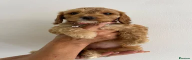 Cockapoo 3