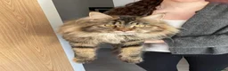 Maine Coon cats for sale: Maine Coon X kittens - Oxfordshire in Oxford - Advert 4