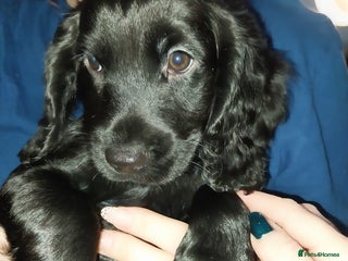 Cockapoo dogs Adorable Cockapoo puppies - Advert 6