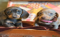 Miniature Dachshund dogs for sale: KC Reg Miniature Dachshund Puppies  - Image 4