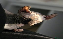 Sphynx cats for sale: Looking for a lap - Image 4