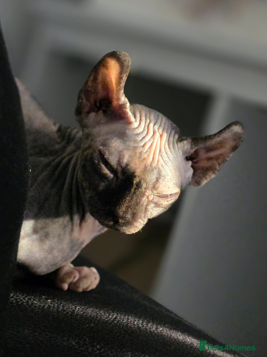 Sphynx cats for sale: Looking for a lap - Image 4