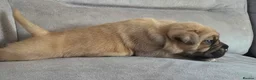 Mixed Breed dogs for sale: Mastiff Bordeaux Puppies - Advert 22