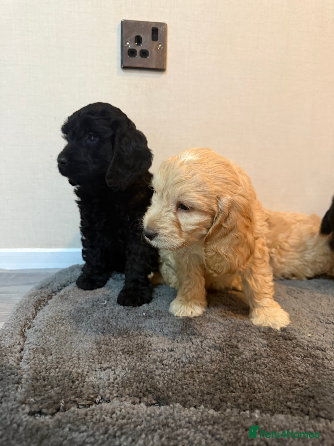 Cockapoo dogs for sale: Cockapoo puppies - Advert 19