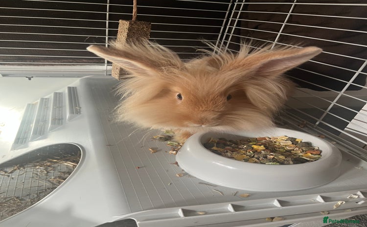 Lionhead rabbits - Advert 5
