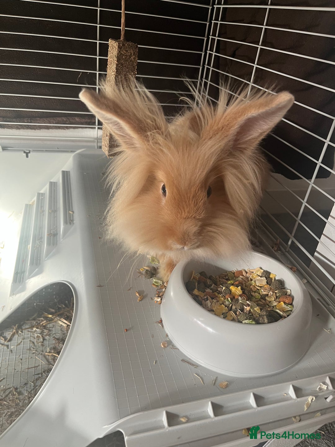 Lionhead rabbits for sale: Lionhead rabbit   - Image 1