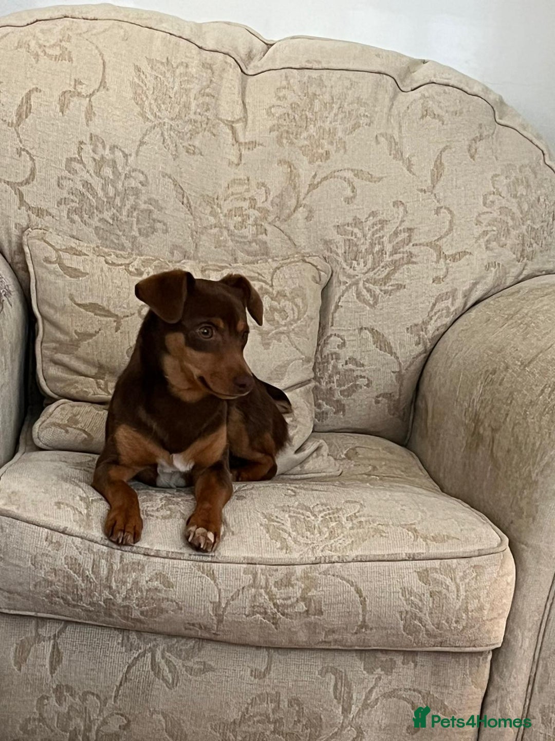 Jack Russell dogs for sale: Jack Russell (Rocky) - Advert 2