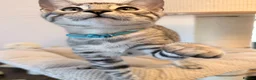 Bengal cats for sale: Exceptional Bengal Kittens Ready Now  - Advert 20