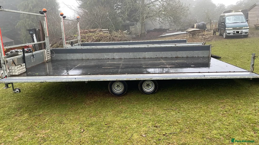 Mixed Breed livestock for sale: Tipping flat bed with sides - Advert 2