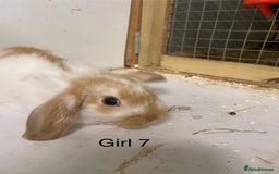 Mini Lop rabbits for sale: Beautiful Lop eared bunnies  - Advert 12