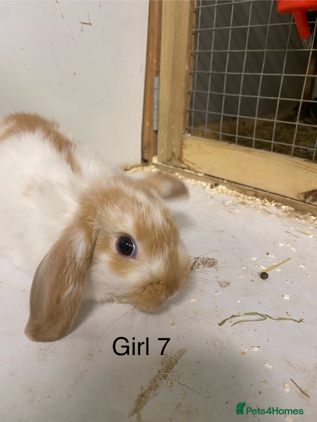 Mini Lop rabbits for sale: Beautiful Lop eared bunnies  - Advert 12