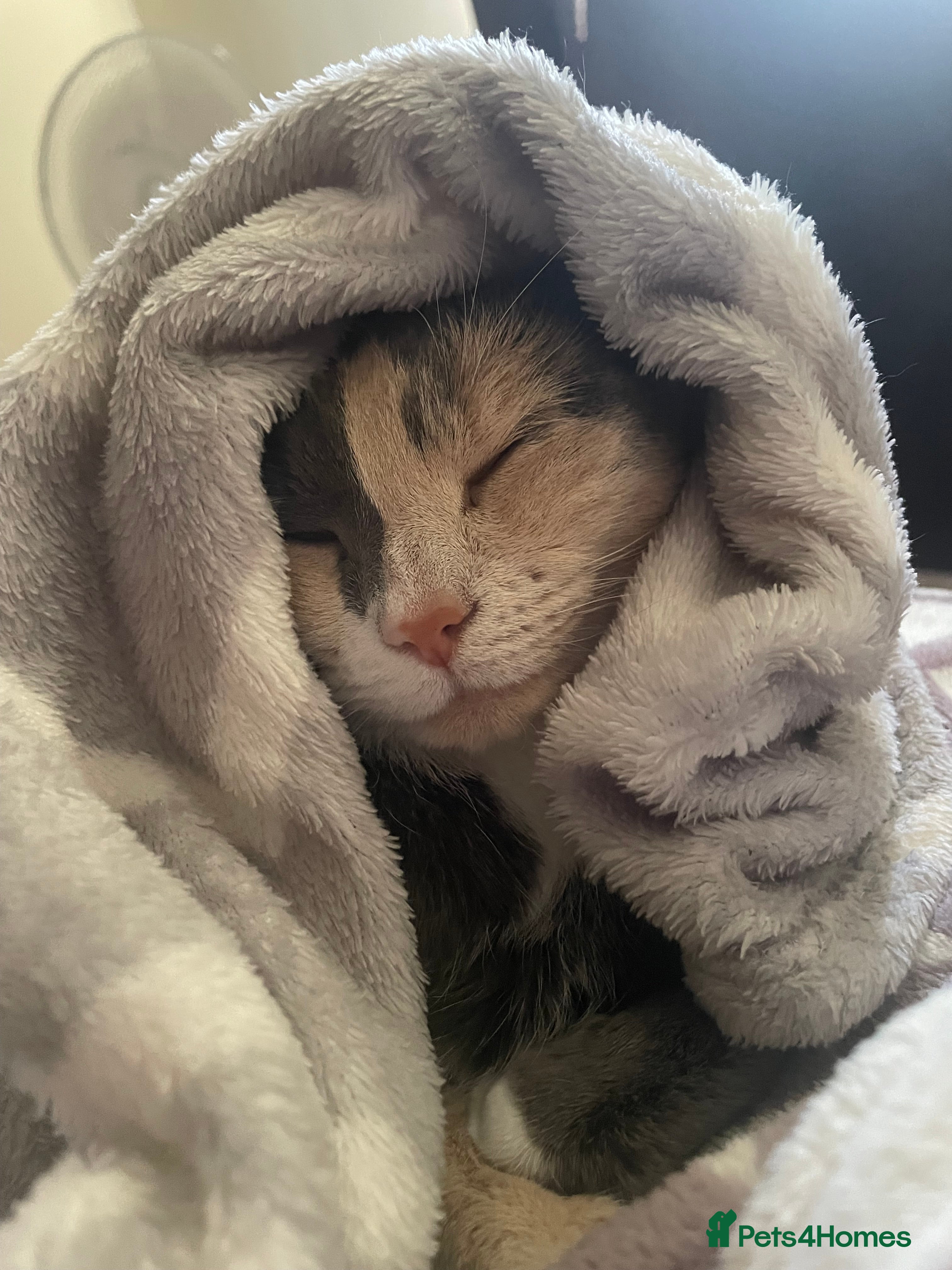 Domestic Shorthair cats Ani Female calico domesticated shorthair - Advert 2