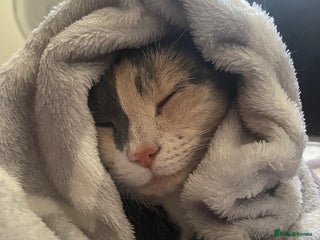 Domestic Shorthair cats Ani Female calico domesticated shorthair - Advert 2