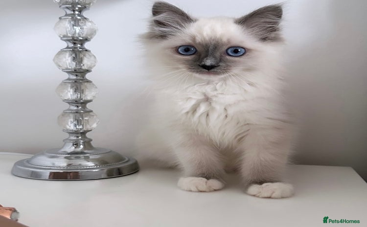 Ragdoll cats - Advert 13