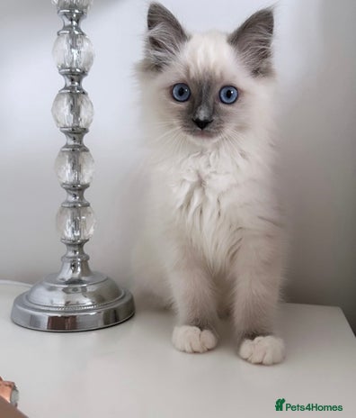 Ragdoll cats - Advert 13
