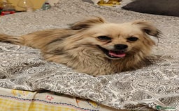Pekingese dogs for adoption: 💖🐶 ROSA 🐶💖 - Image 3