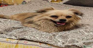 Pekingese dogs - Advert 16