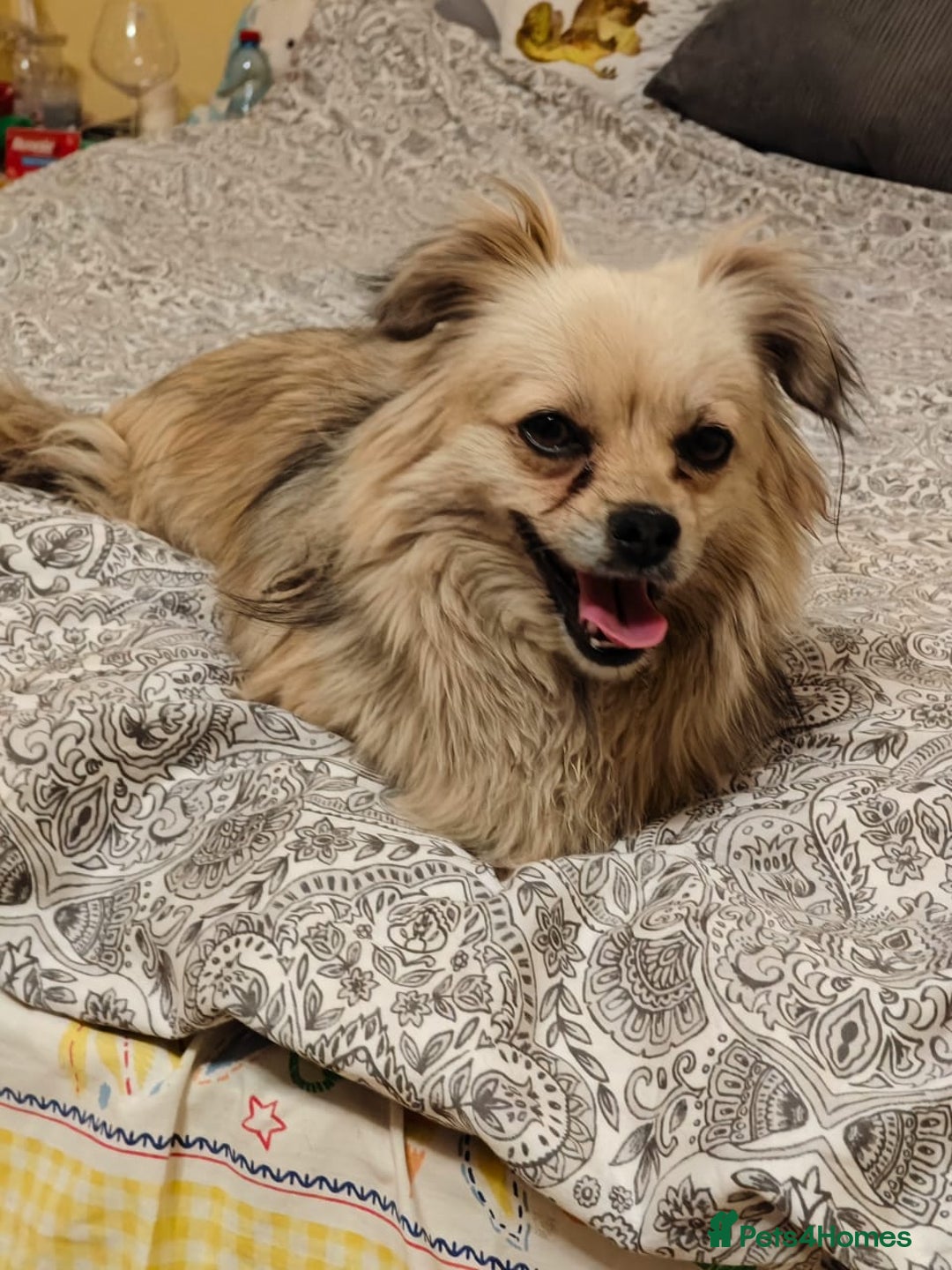 Pekingese dogs for adoption: 💖🐶 ROSA 🐶💖 - Image 3