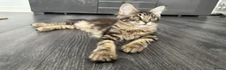 Maine Coon cats for sale: XXL Maine Coons Kittens Champion Sired  - Advert 8