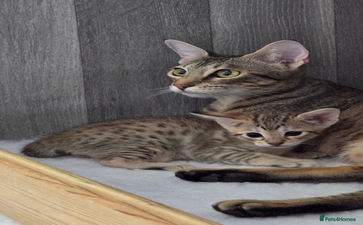 Savannah cats - Advert 1