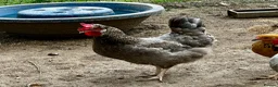 Chickens poultry for sale: Chicks, chickens, hatching eggs silkies Aracuanas - Advert 3
