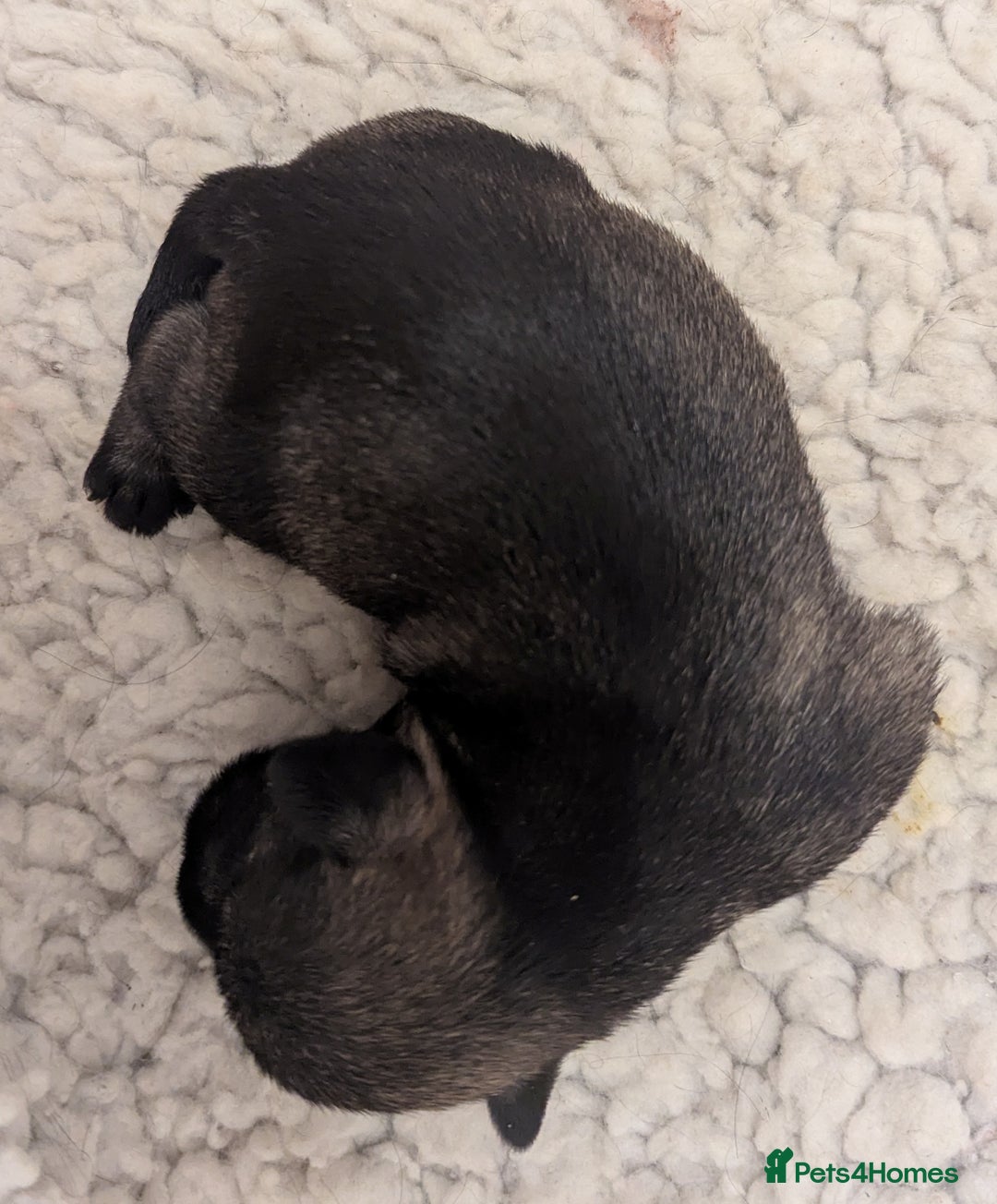 Miniature Schnauzer dogs for sale: Fully Health Tested,Kc Reg'd Mini Schnauzer Pups  - Image 14