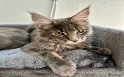 Maine Coon cats for sale: Stunning TICA Registered Maine Coon Boys Available - Image 21