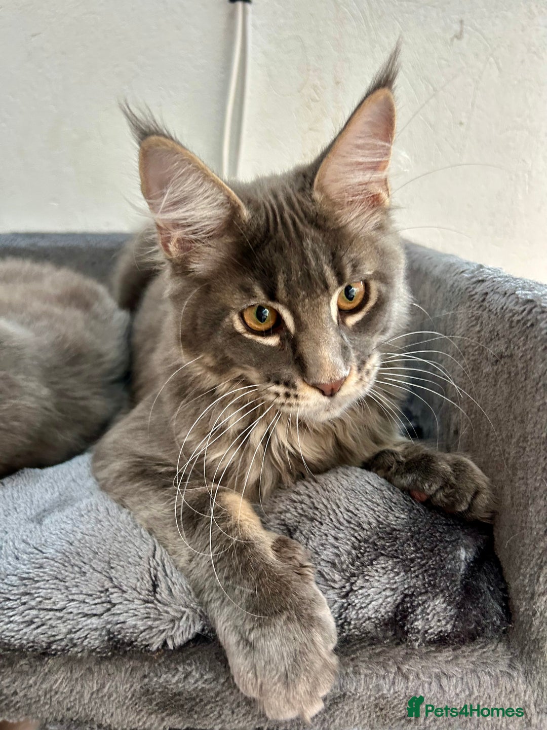 Maine Coon cats for sale: Stunning TICA Registered Maine Coon Boys Available - Image 21