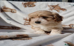 Maltipoo dogs for sale: Beautiful Maltipoo Babies - Image 22