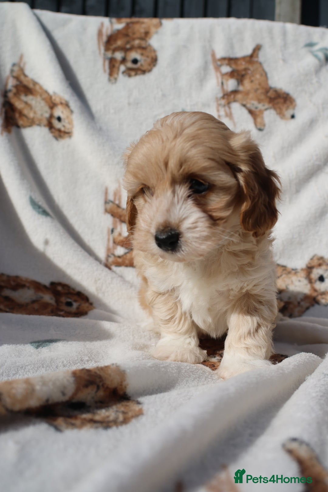 Maltipoo dogs for sale: Beautiful Maltipoo Babies - Image 22